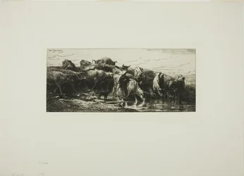 Vaches Buvant à la Rivière