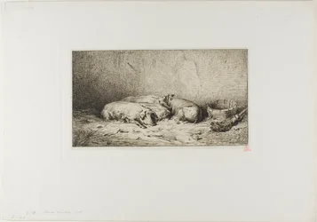 Quatre cochons endormis