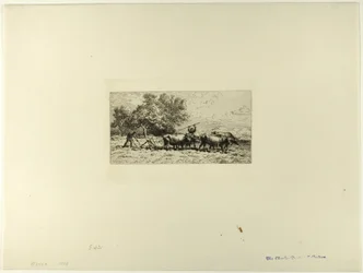 Attelage de bœufs