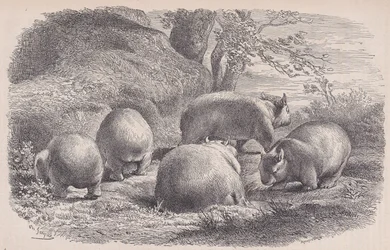 Le Wombat, du Magasin Pittoresque, ca. 1852
