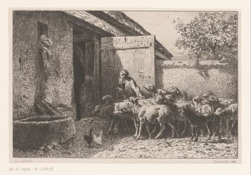 Femme conduisant des moutons à l