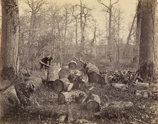 Forêt de Fontainebleau