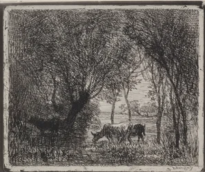 Vaches dans les bois