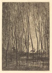 Les cerfs sous bois