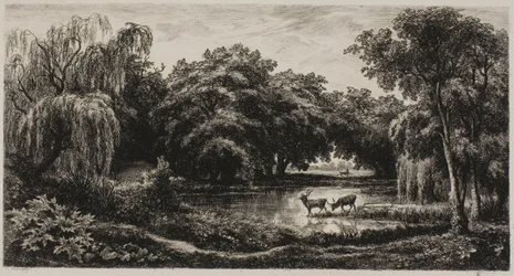 Marais avec cerfs