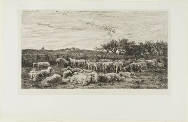 Prairie avec moutons
