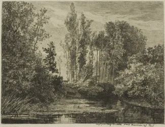 Cerfs au bord de l