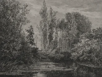 Cerfs au bord de l