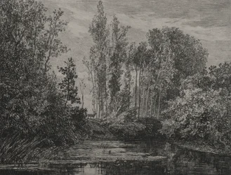 Cerfs au bord de l