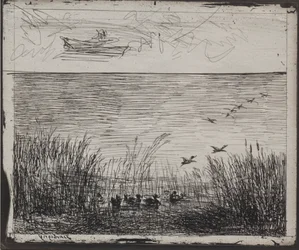 Marais avec des canards
