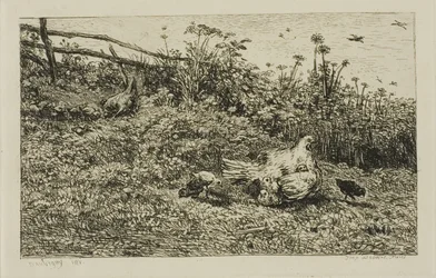 La Poule et ses poussins