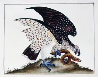 Oiseau de proie avec serpent, 1808-21
