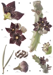 Planche botanique, Apteranthes joannis