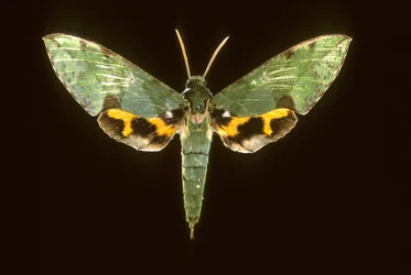 Euchloron megaera, Sphinx vert