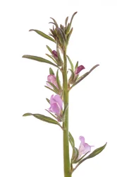Misopates orontium, Muflier rubicond