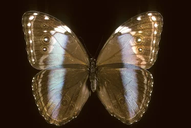 Morpho achilles, Femelle