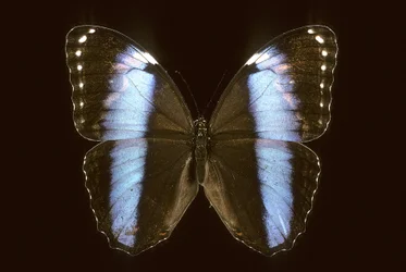Morpho achilles, Mâle