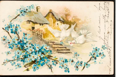 Vieille carte postale/Colombe