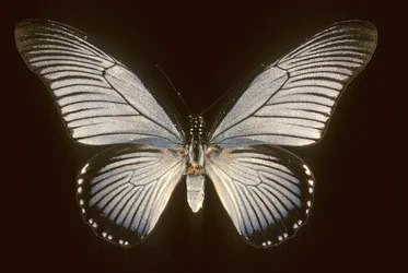 Papilio zalmoxis, Voilier bleu