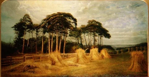 Gerbes de blé après la moisson