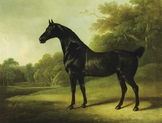 Un cheval bai dans un paysage boisé