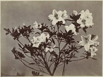 Nature morte de fleurs avec lys