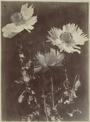 Nature morte avec coquelicots