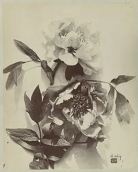 Nature morte de fleurs avec pivoines