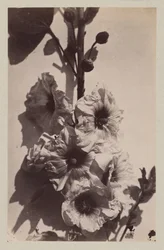 Nature morte de fleurs avec rose trémière