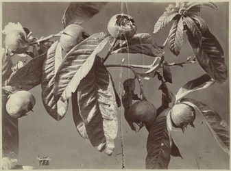 Nature morte avec nèfles
