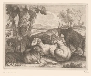 Moutons et chèvres sous un arbre