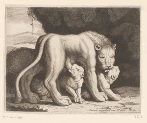 Lionne allaitant