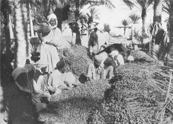 Récolte de dattes à Gabès, vers 1913
