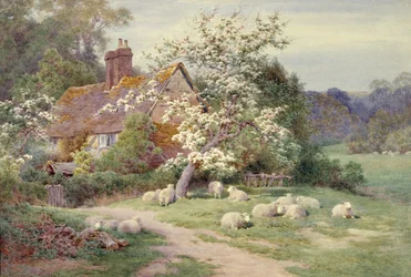 Moutons devant un cottage au printemps