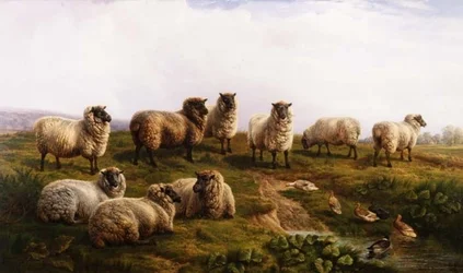 Moutons noirs gallois
