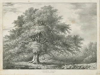 Lichfield - Saule de Dr. Johnson