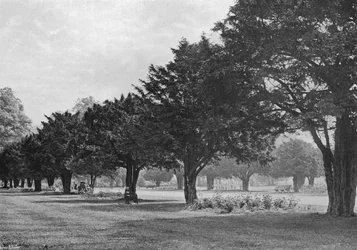 Les Ifs à Hampton Court Aujourd