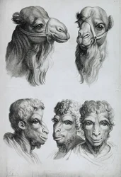 Similitudes entre la tête d