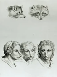 Similarités entre la tête d