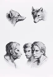 Similarités entre la tête d