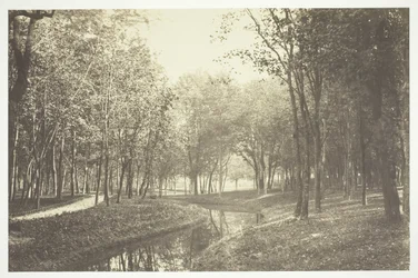 Sans titre, vers 1850. [Arbres près de l