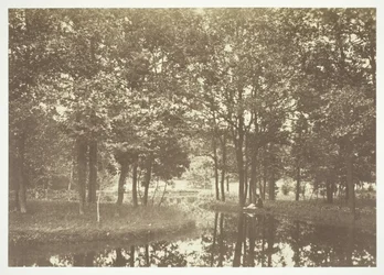 Sans titre, vers 1850. [Arbres près de l