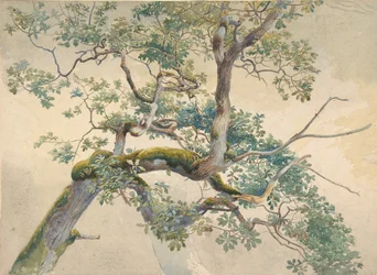 Branches d