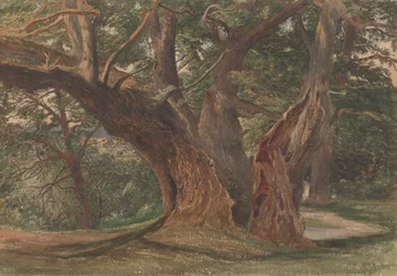 Arbres dans un paysage