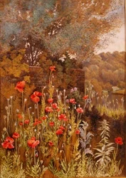 Coquelicots sur une rive
