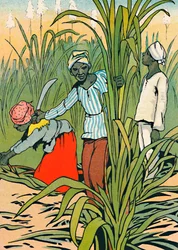Au travail parmi les cannes à sucre