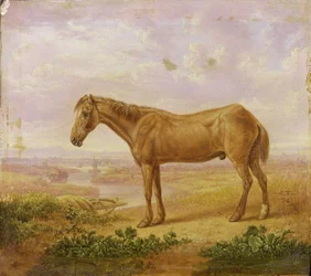 Vieux Billy, un cheval de trait, âgé de 62 ans