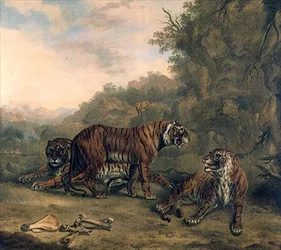 Tigres dans un paysage boisé