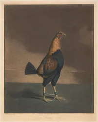 Combat de coqs [une paire] : 2. Le coq paré
