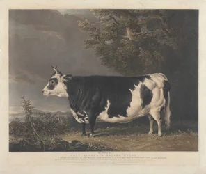 Jeune vache de race West Highland, Kyloe